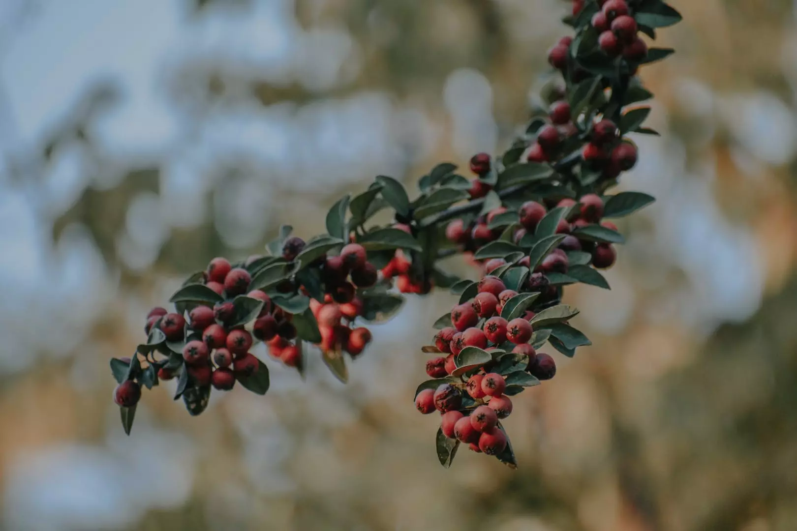 En Guide til Juneberry: Hva er Juneberry og Hvordan Dyrkes den